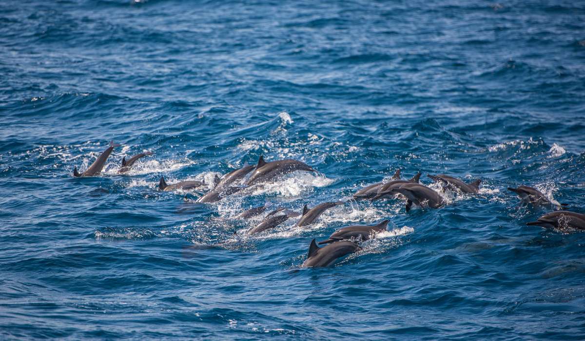 Benagil Dolphin & whale in Portugal