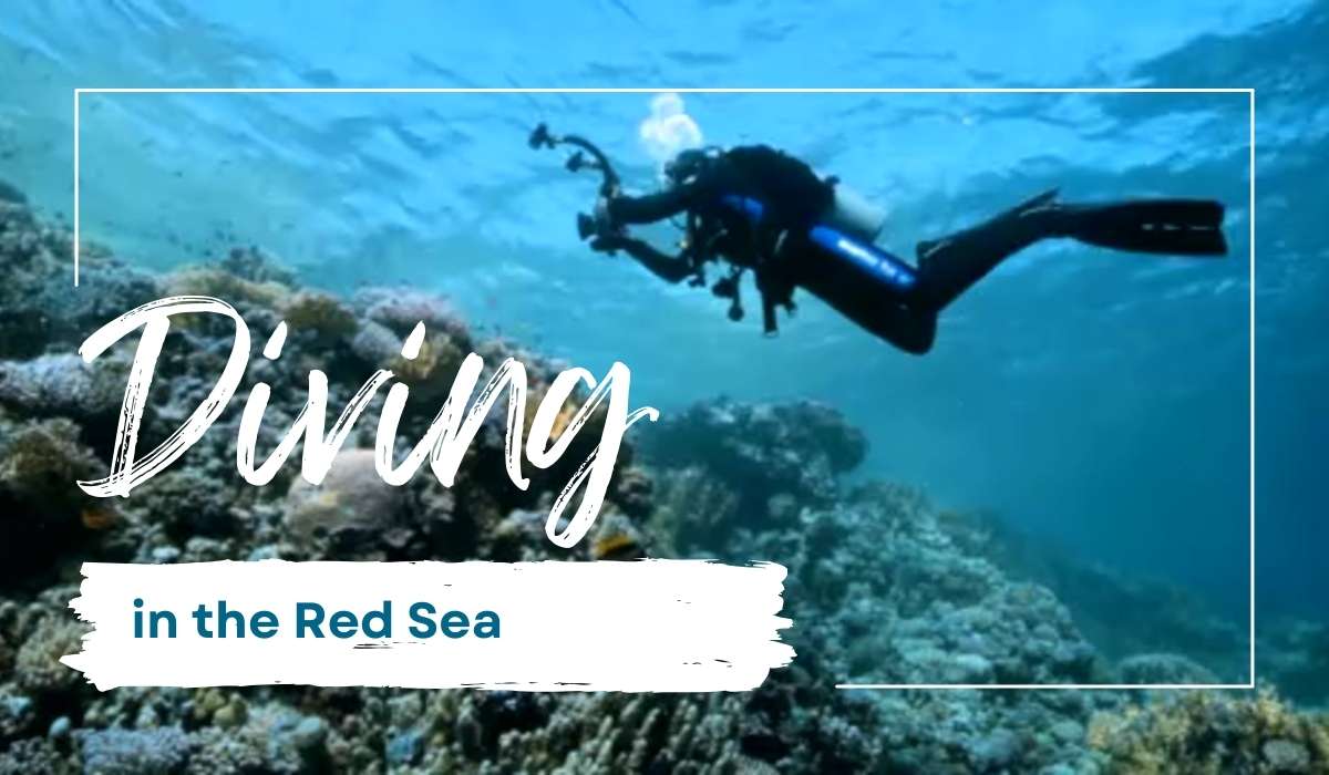 Diving in the Red Sea: Exploring the Hidden Wonders